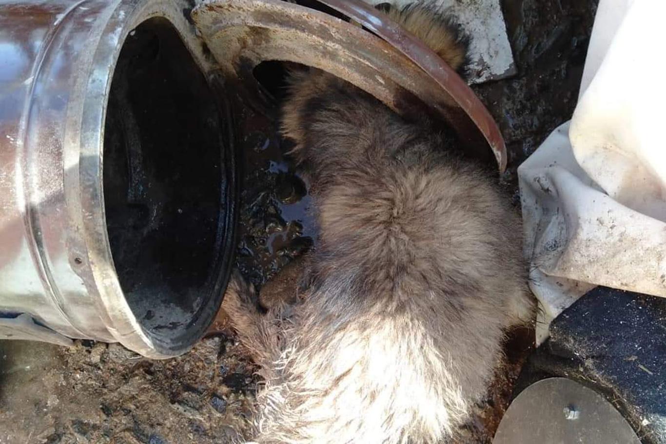 Malatya’da kafası sobaya sıkışan köpek itfaiye ekipleri tarafından kurtarıldı